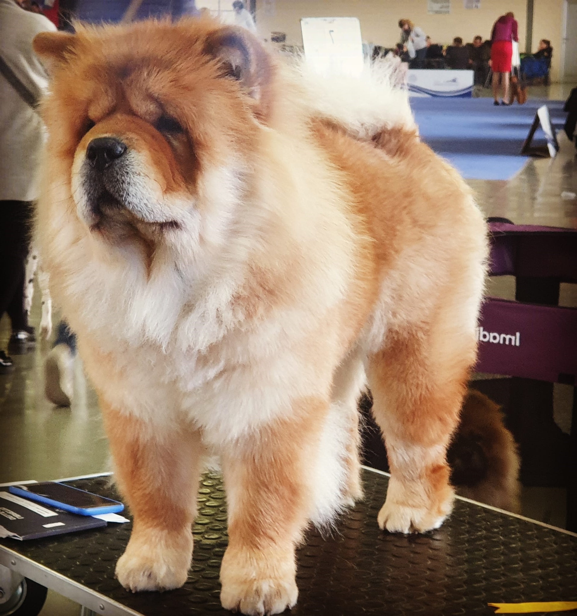 femmina di chow chow rossa