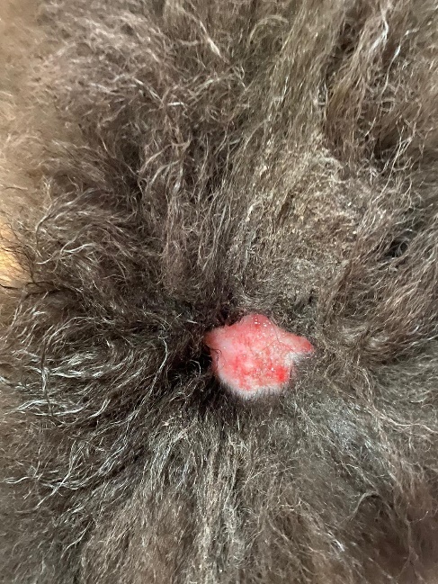 La dermatite del Chow Chow 2