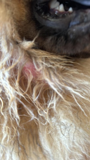 La dermatite del Chow Chow 3