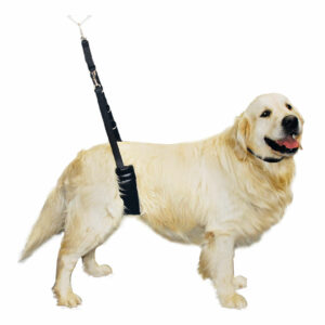 Fascia Addominale Show Tech Comfort per Cani di Taglia Grande