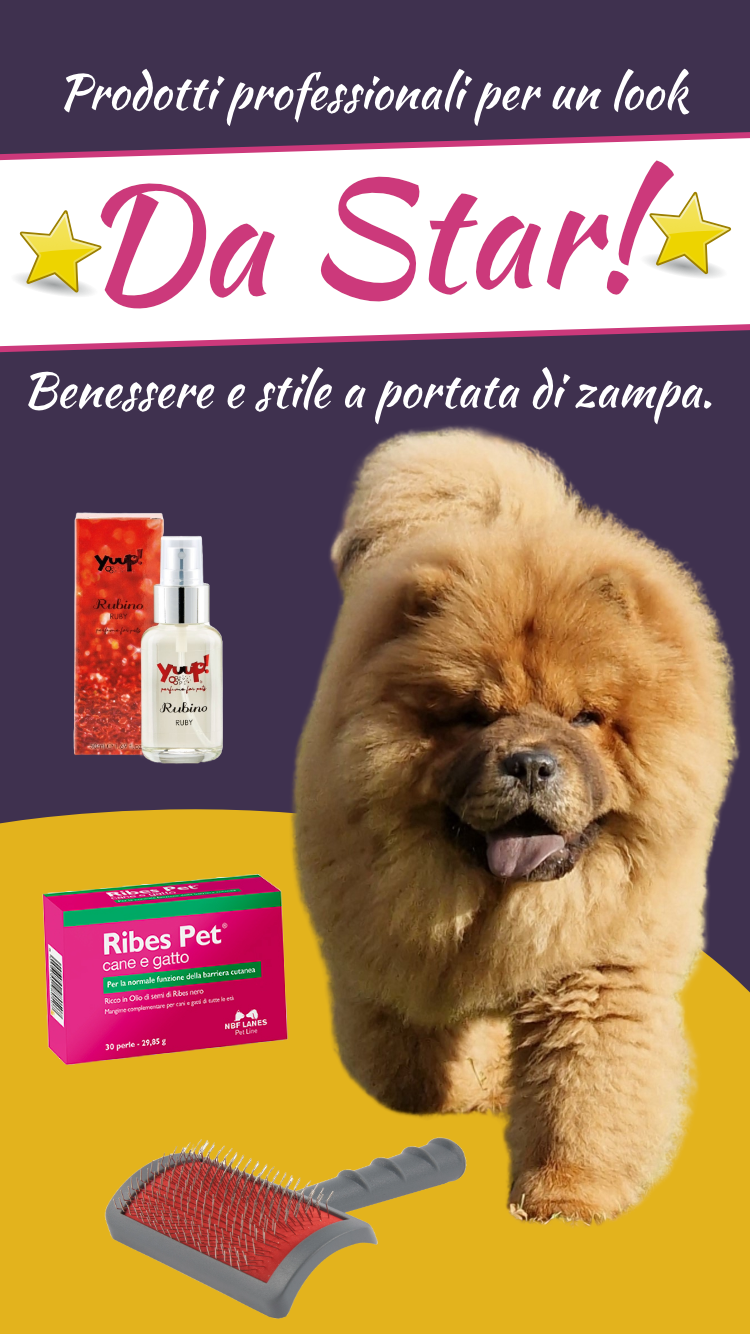 Header prodotti professionali per un look da star
