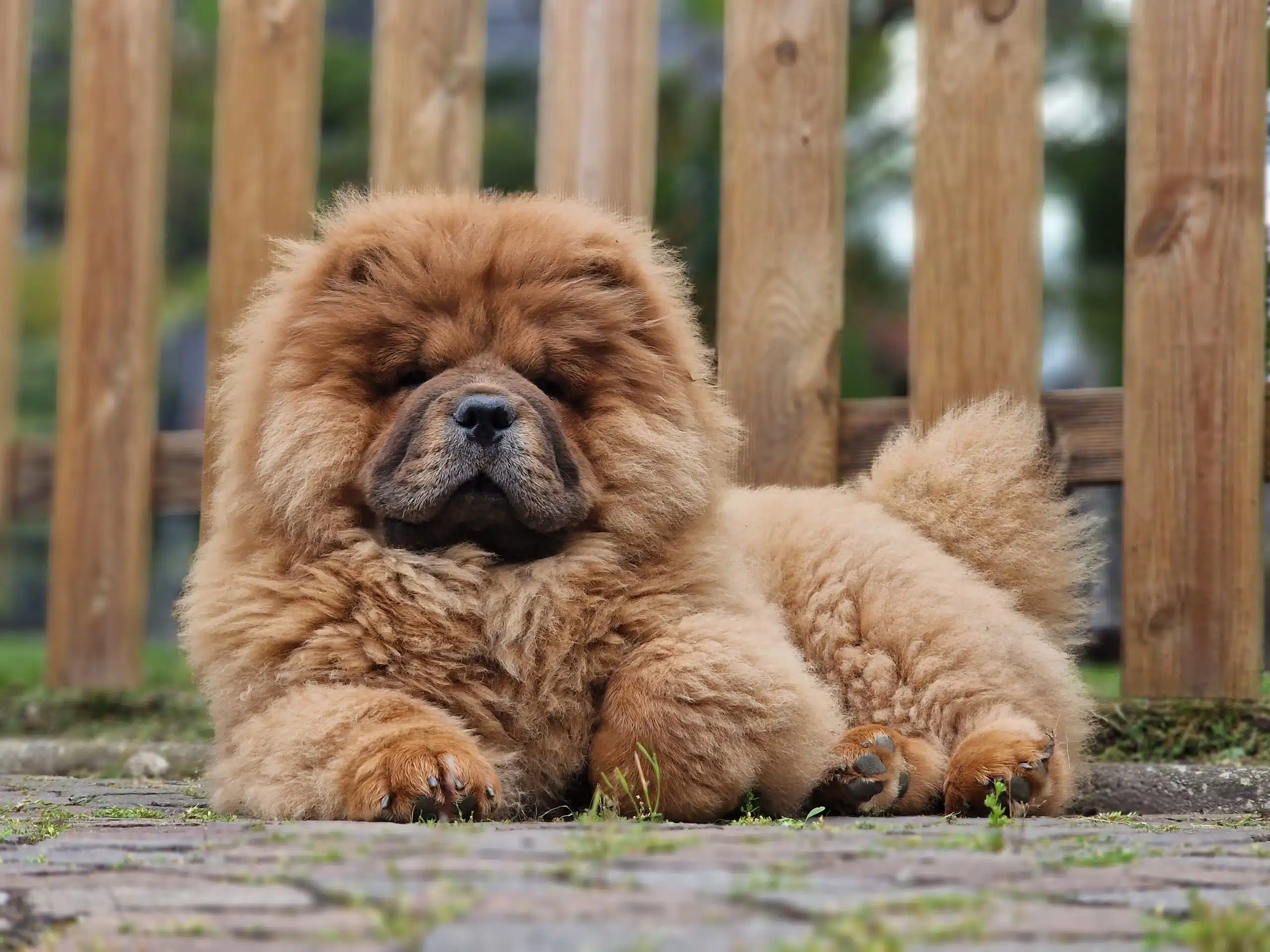 Chow chow cucciolo