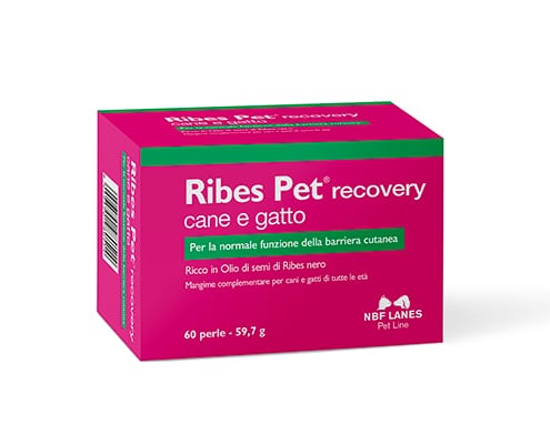 Ribes Pet Recovery