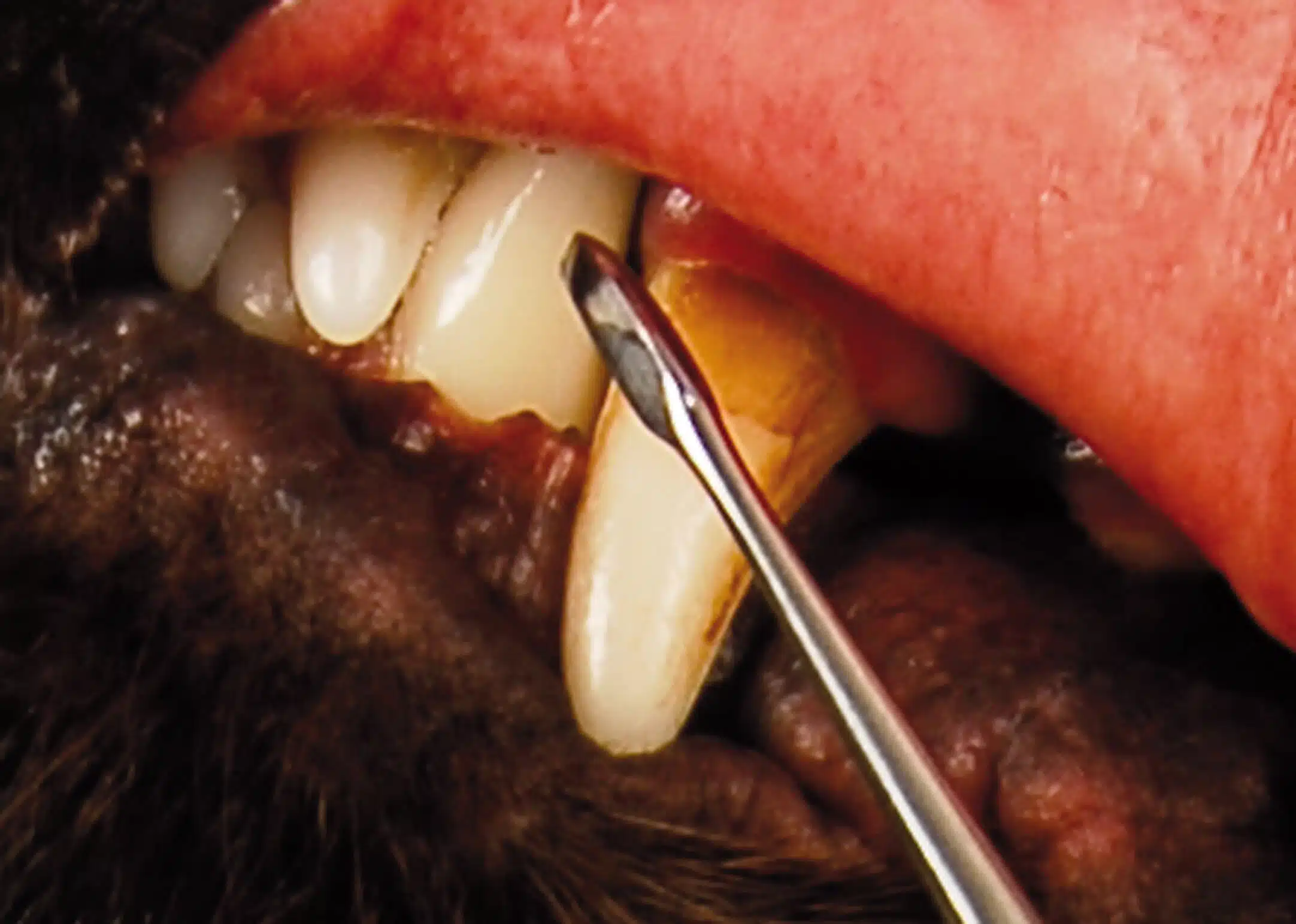 Show Tech Toothscaler Hook Strumento per la pulizia dei denti dei cani 3