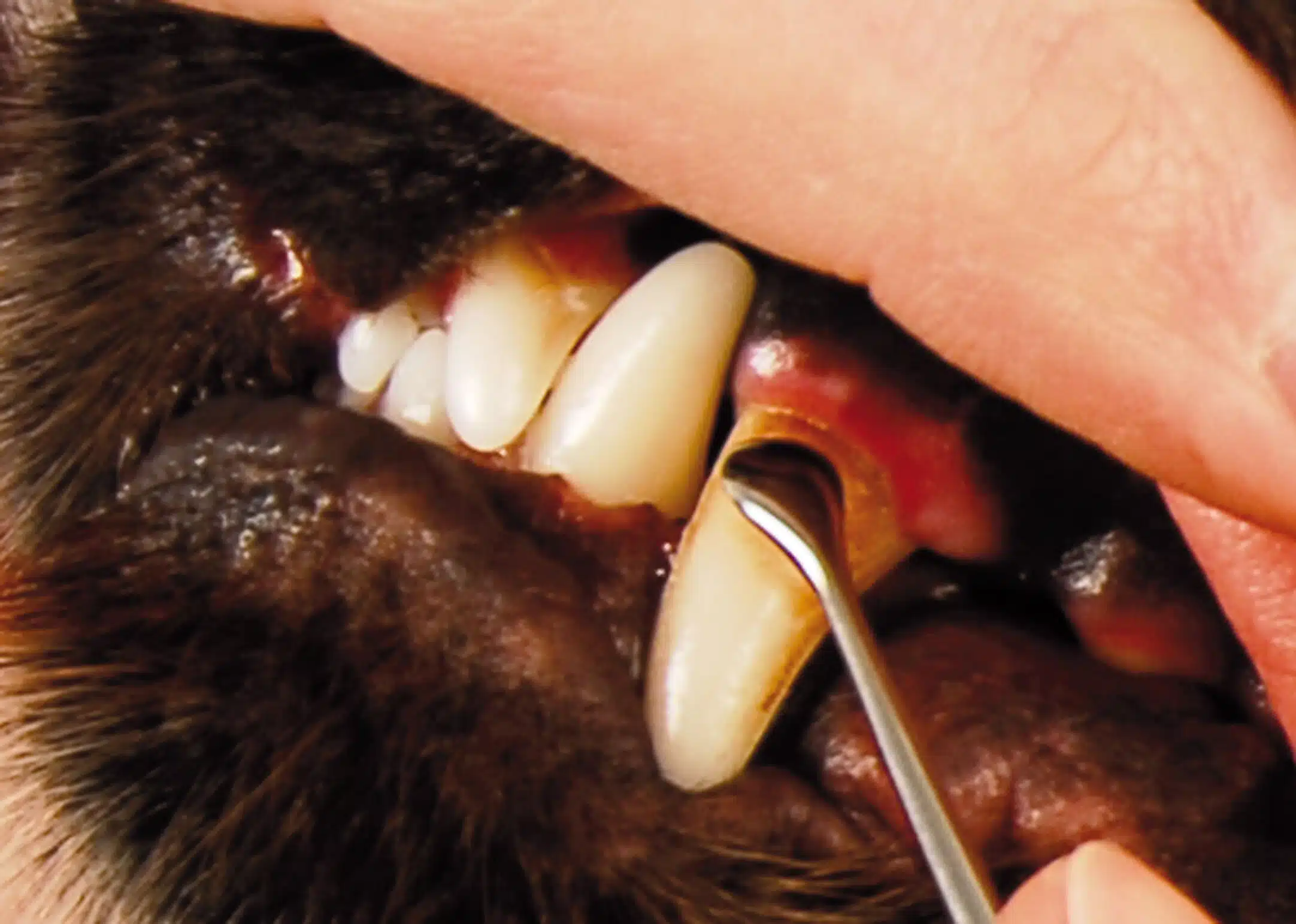Show Tech Toothscaler Hook Strumento per la pulizia dei denti dei cani 2