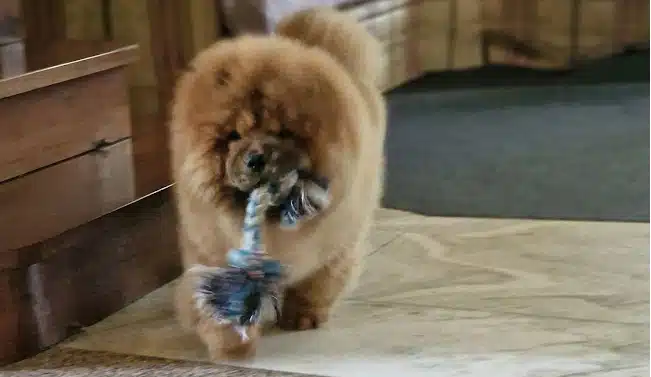 cucciolo chow chow che gioca con corda