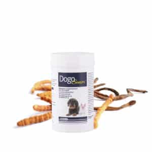 Dogo Senior