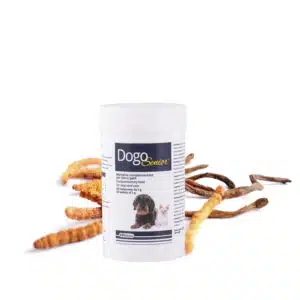 Dogo Senior