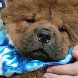 Bavaglino Antisbrodolo per Cani 2